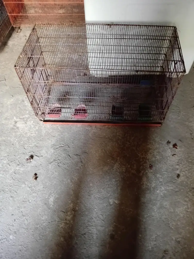 Cage pinjra — photo 2