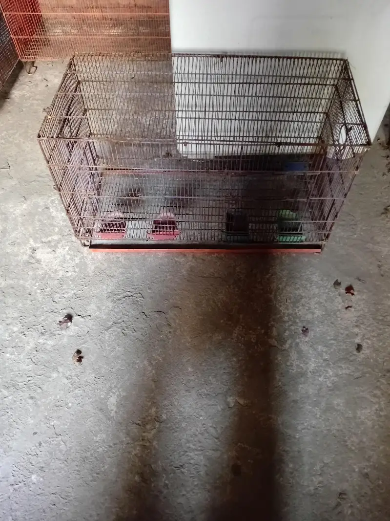 Cage pinjra — photo 3