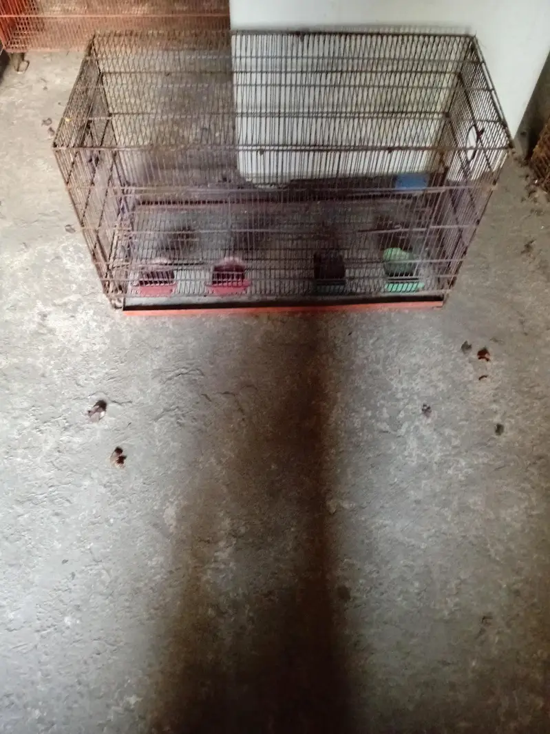 Cage pinjra — photo 5