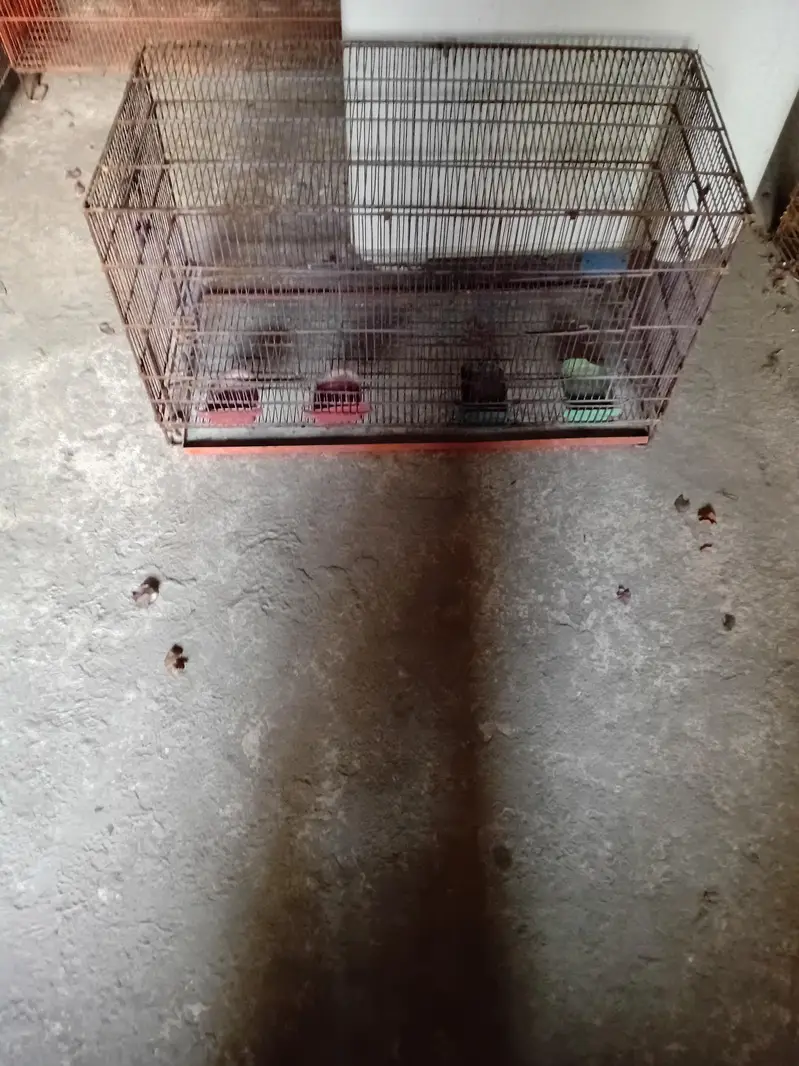Cage pinjra — photo 6