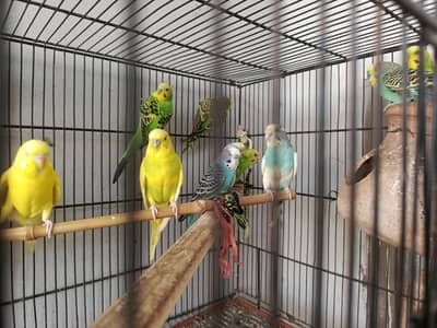 Breeder birds for sale healthy and active