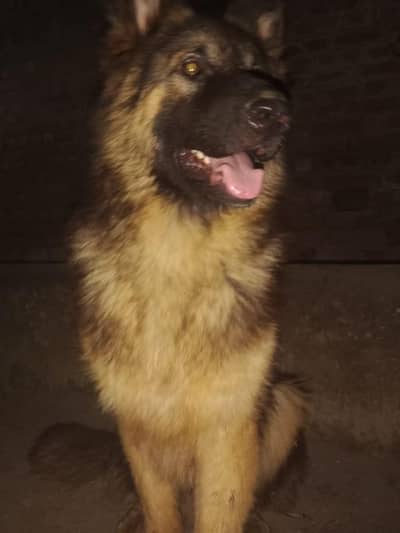 German shepherd dog for sale location sialkot call or whatsapp