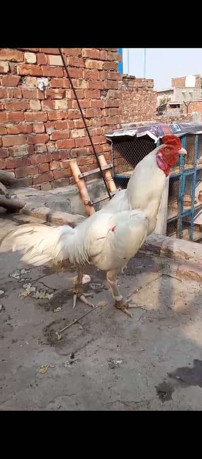 jawa. pkoya. Hira murga for sell 03228081985