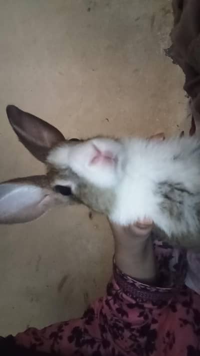 Rabbit Bunnies for sale