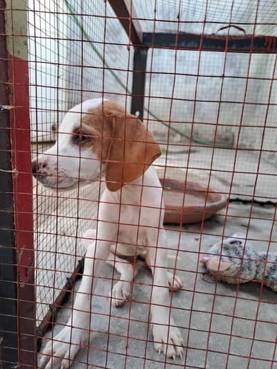 english pointer femail age 50 days