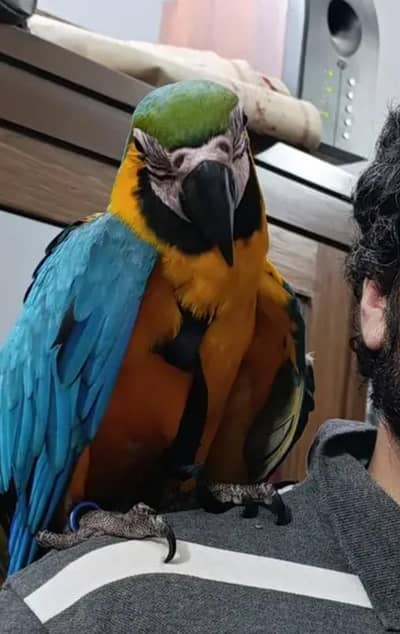 blue macaw parrot chicks for sale ( 03160327040)