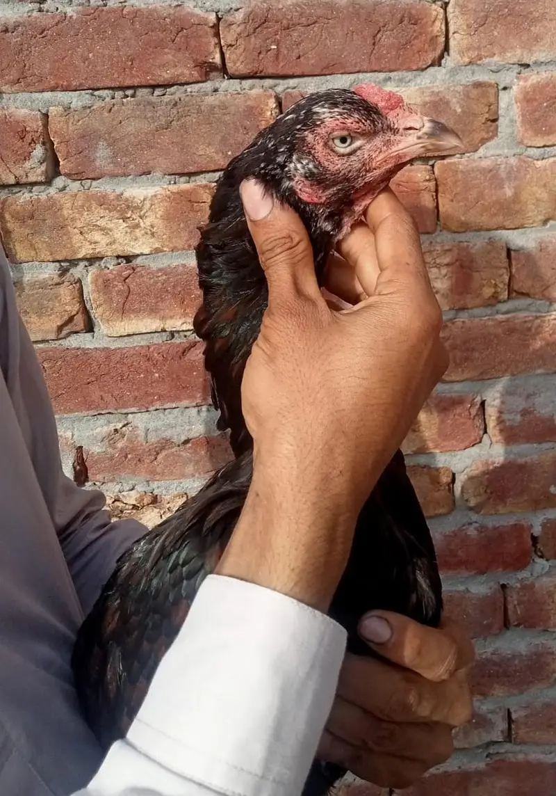 aseel pair — photo 4