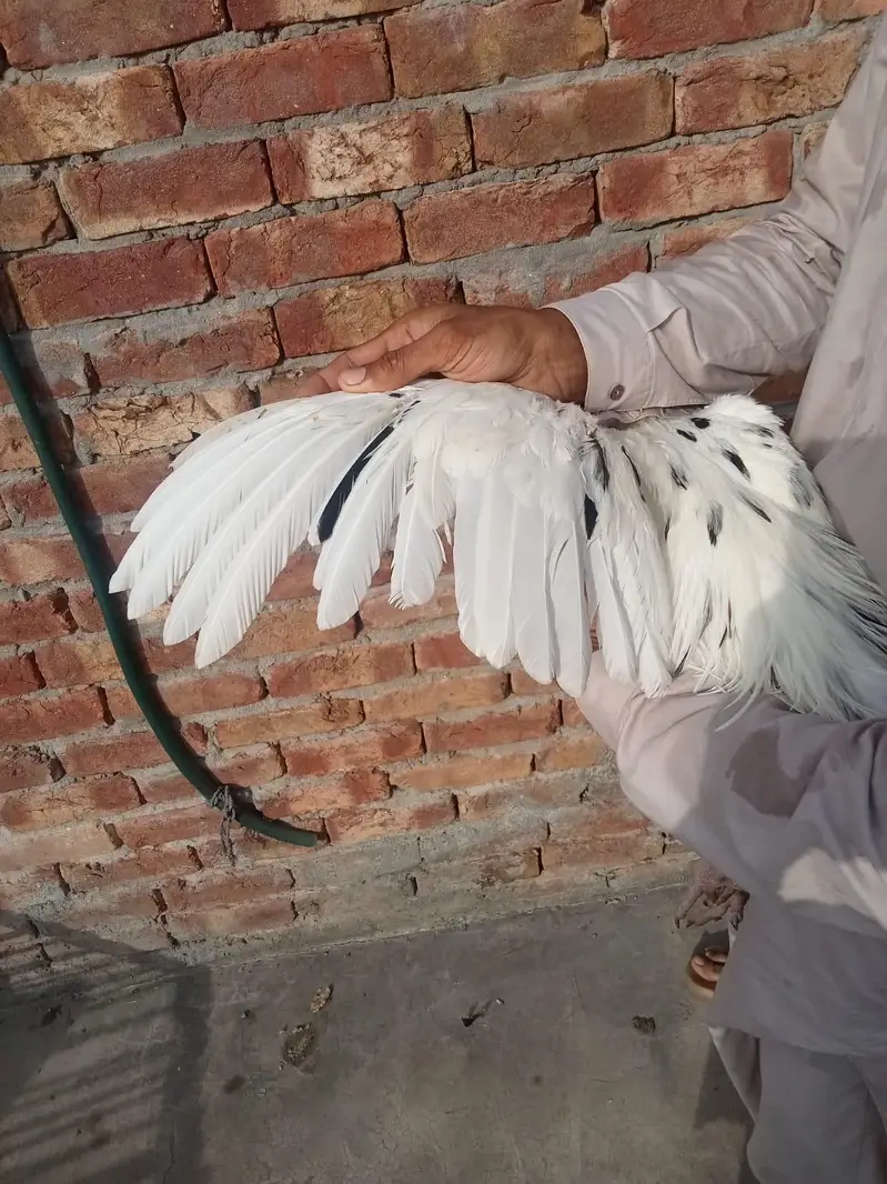 aseel pair — photo 7