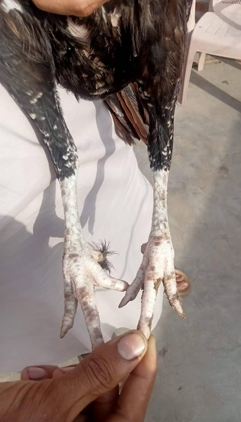 aseel pair 7