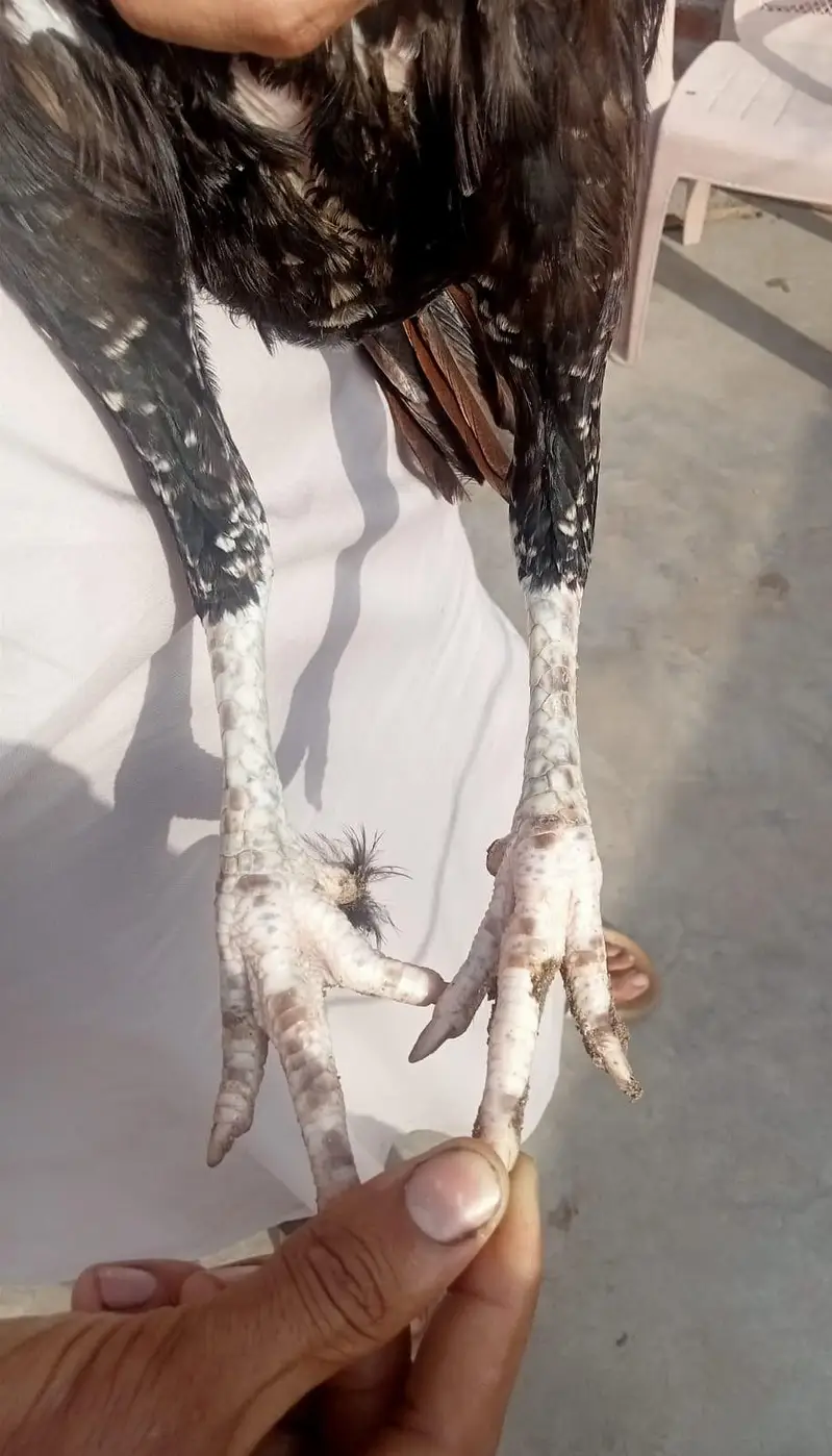 aseel pair — photo 8