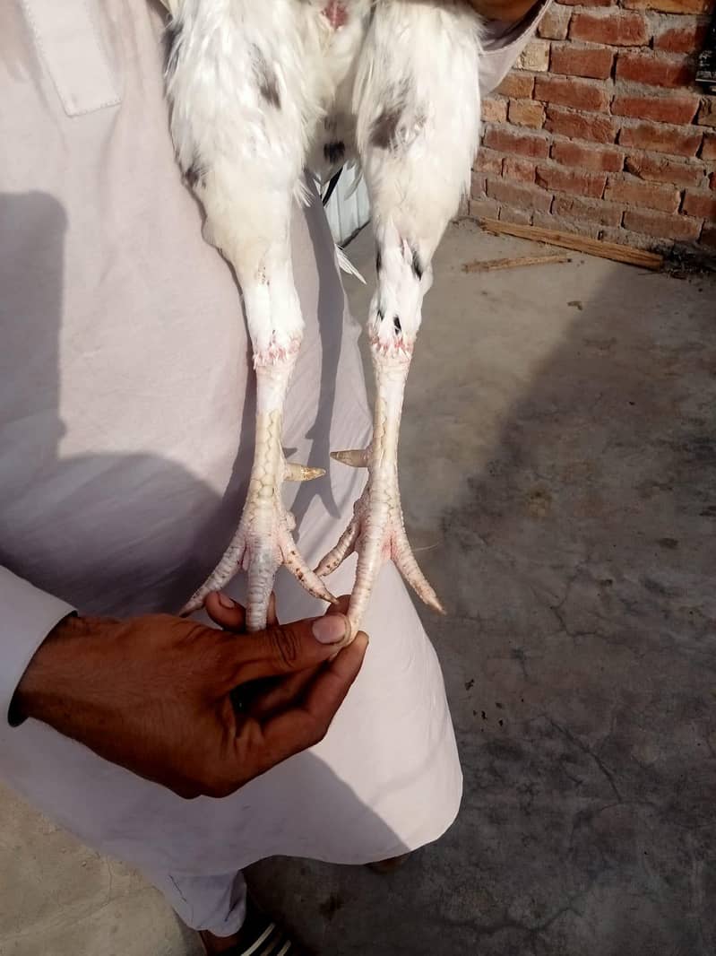 aseel pair 8