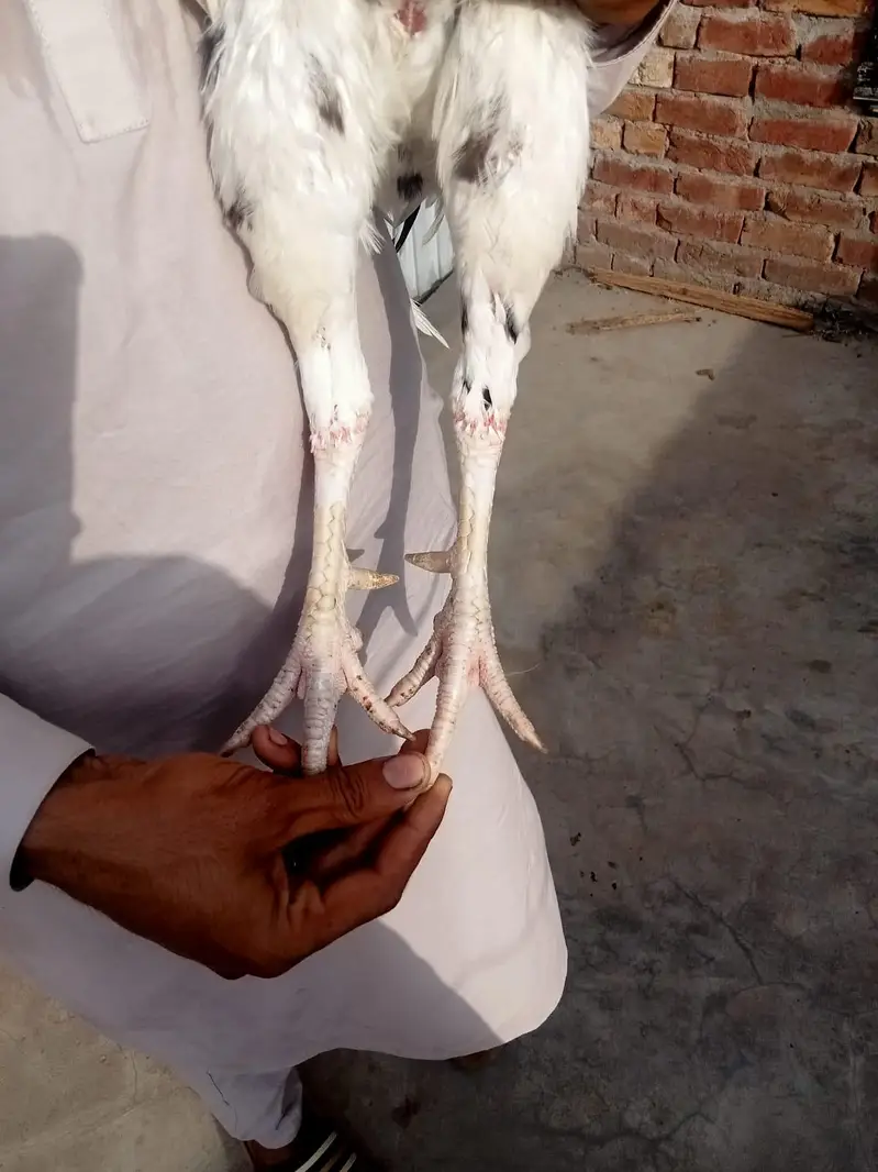 aseel pair — photo 9