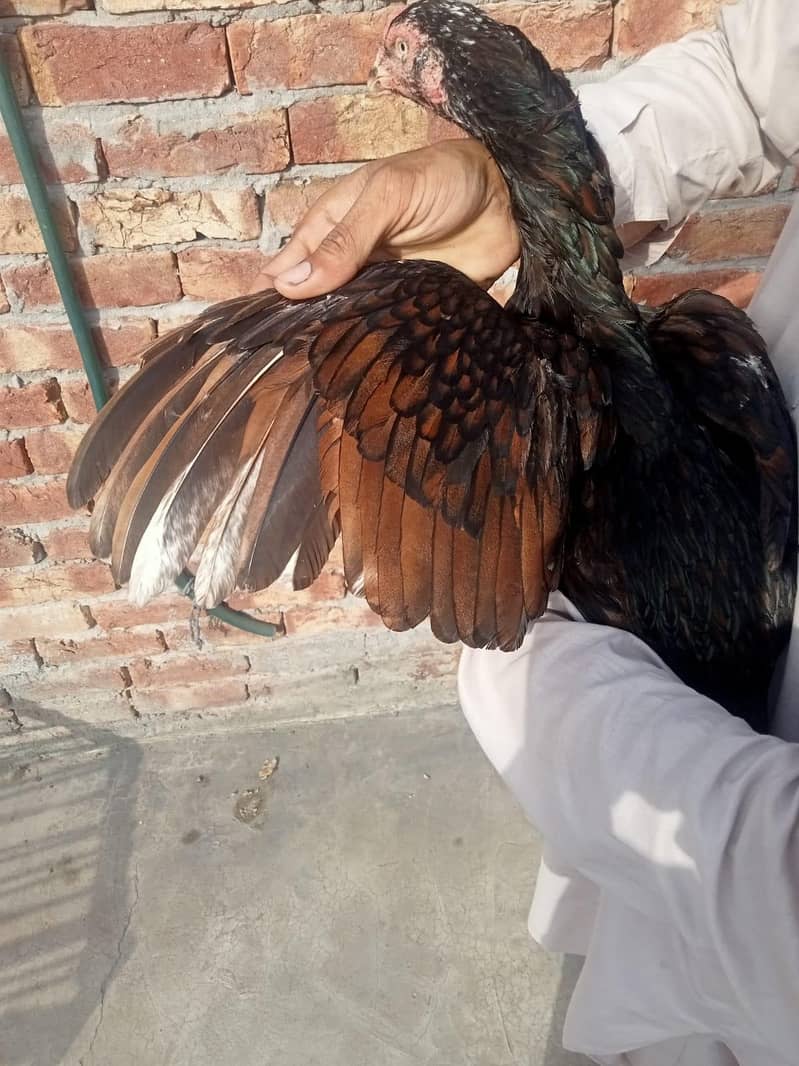 aseel pair 9
