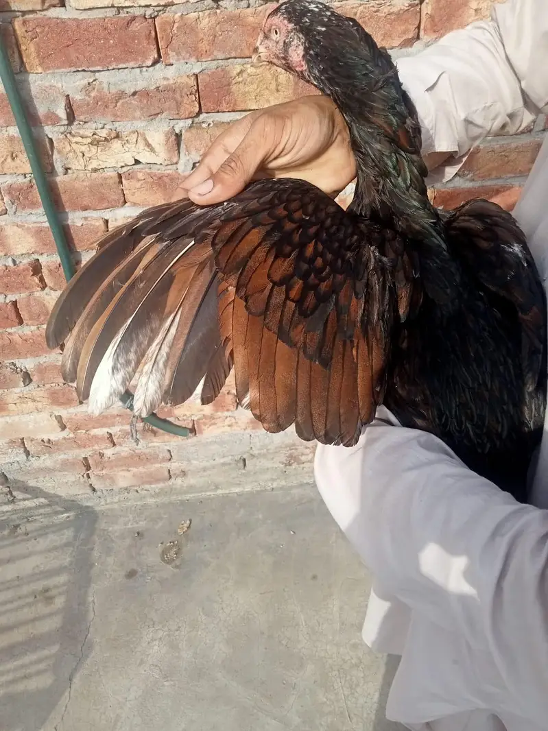 aseel pair — photo 10