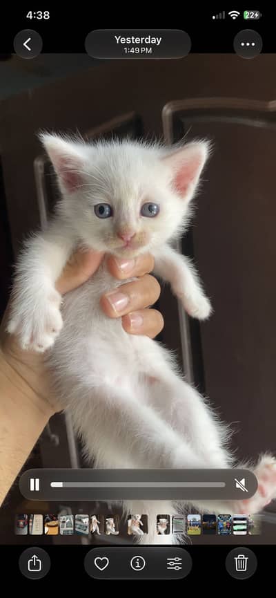 Pure ragdoll  breed