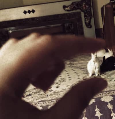 Rabbit Bunnies for sale