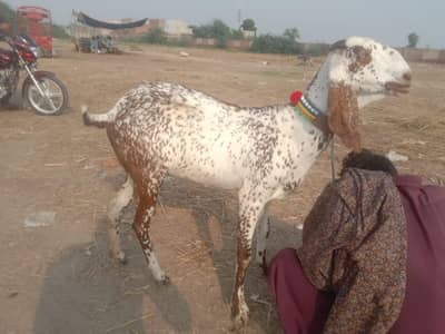 picture purani ha . makhi cheeni highted goat  4 month conform. ghabban
