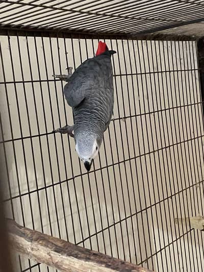 African grey parrot chik 03312462710