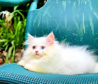 Persian kitten Female Punch Face