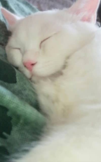 Persian Cat