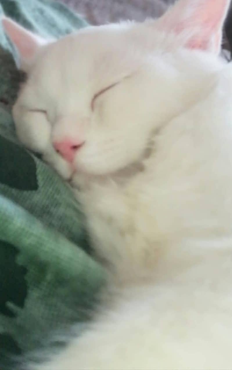 Persian Cat 0