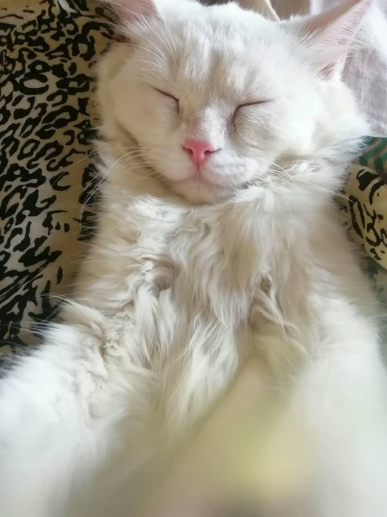 Persian Cat 1