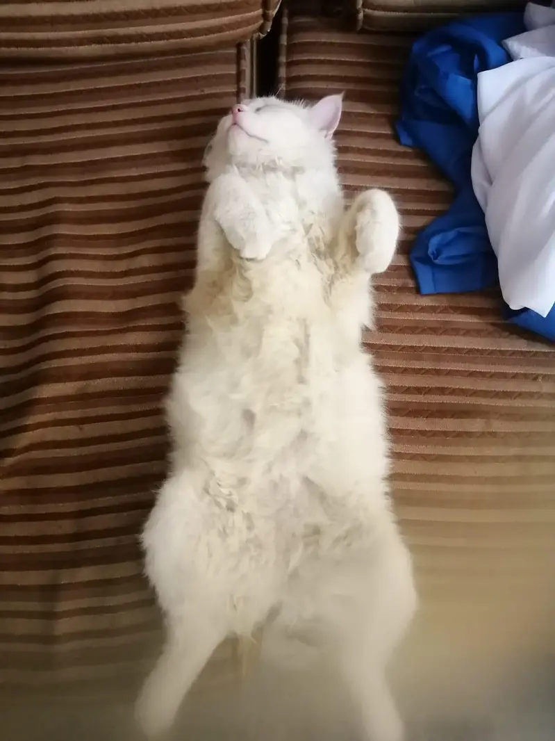 Persian Cat — photo 3