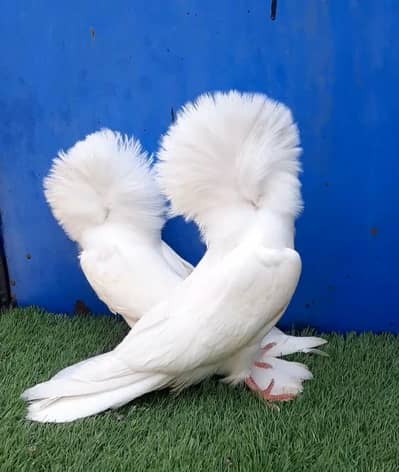 Jacobin chicks