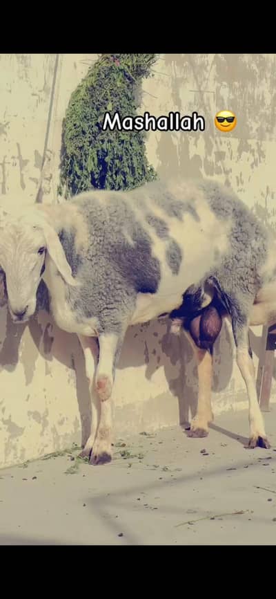 High Quality sheep Dumba chacki wala turkey