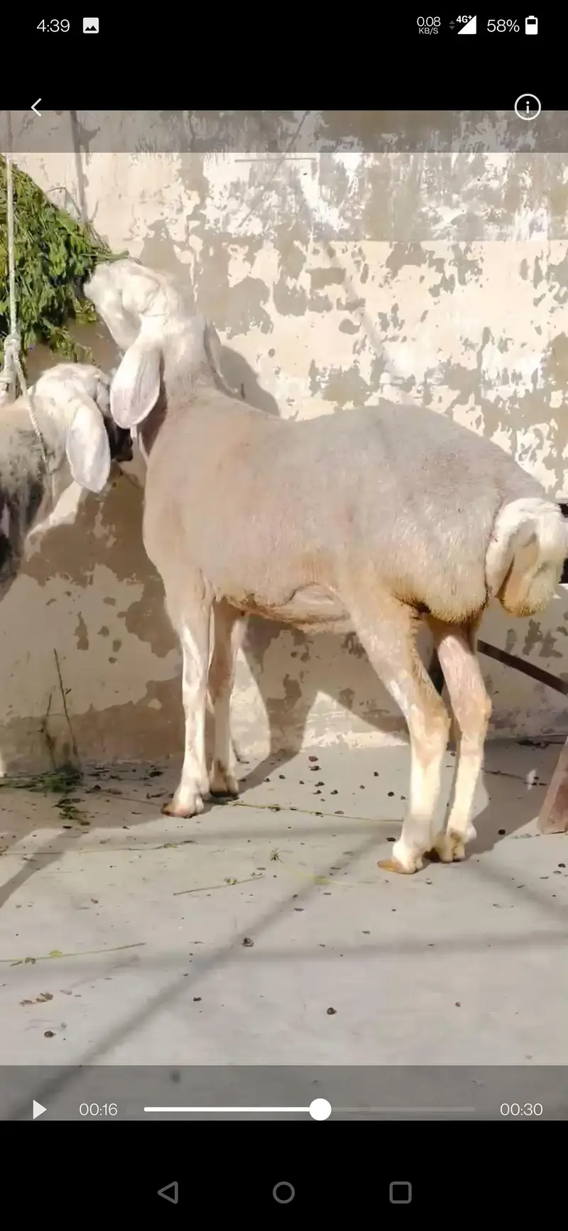 High Quality sheep Dumba chacki wala turkey — photo 2