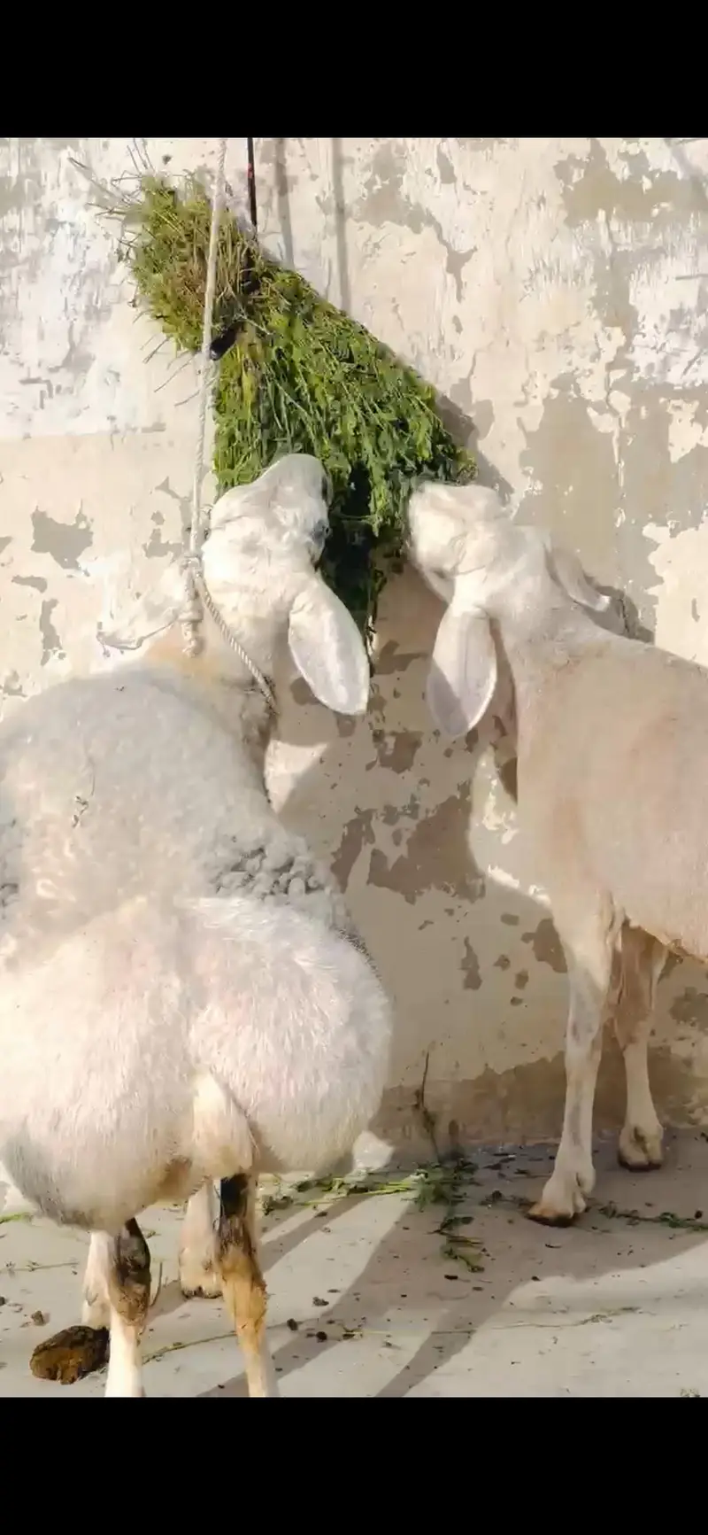 High Quality sheep Dumba chacki wala turkey — photo 3