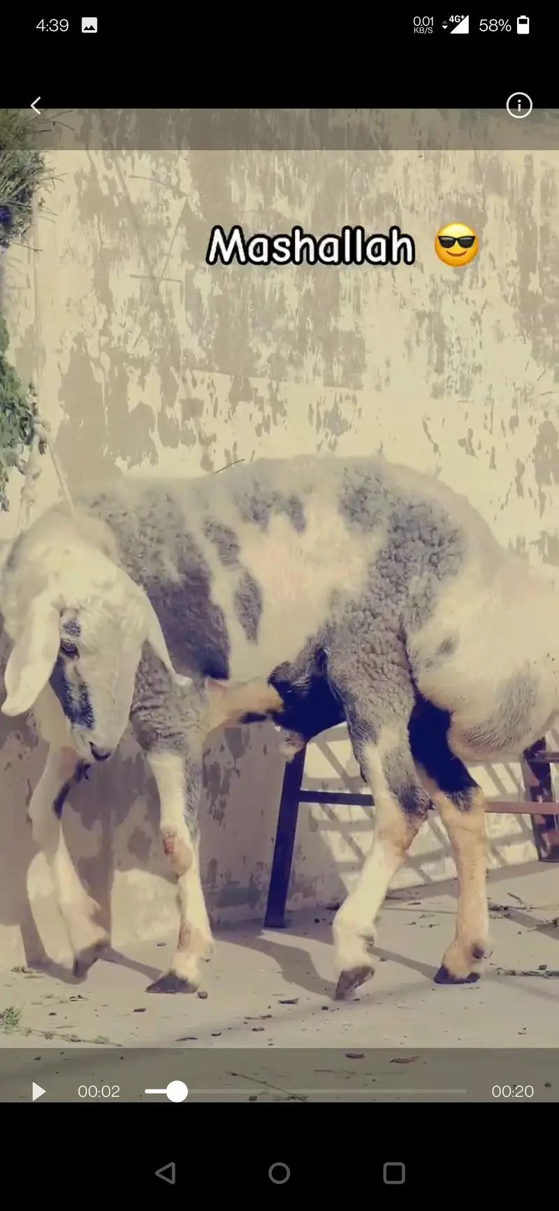High Quality sheep Dumba chacki wala turkey — photo 4