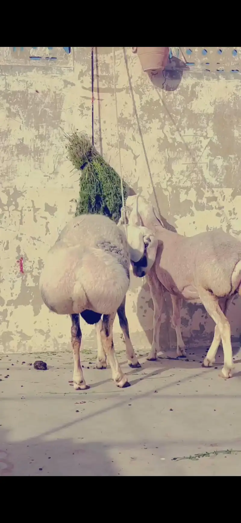 High Quality sheep Dumba chacki wala turkey — photo 5