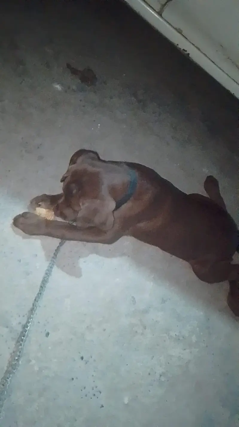 Chocolate labrador 3 months old vaccinated female — photo 2
