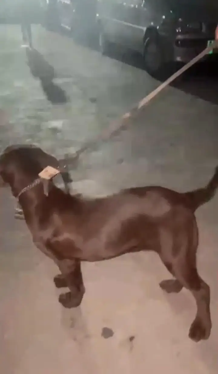 Chocolate labrador 3 months old vaccinated female — photo 4