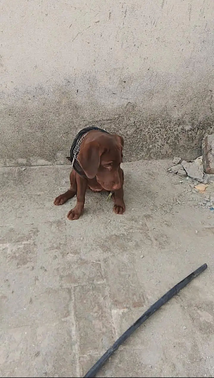 Chocolate labrador 3 months old vaccinated female — photo 6