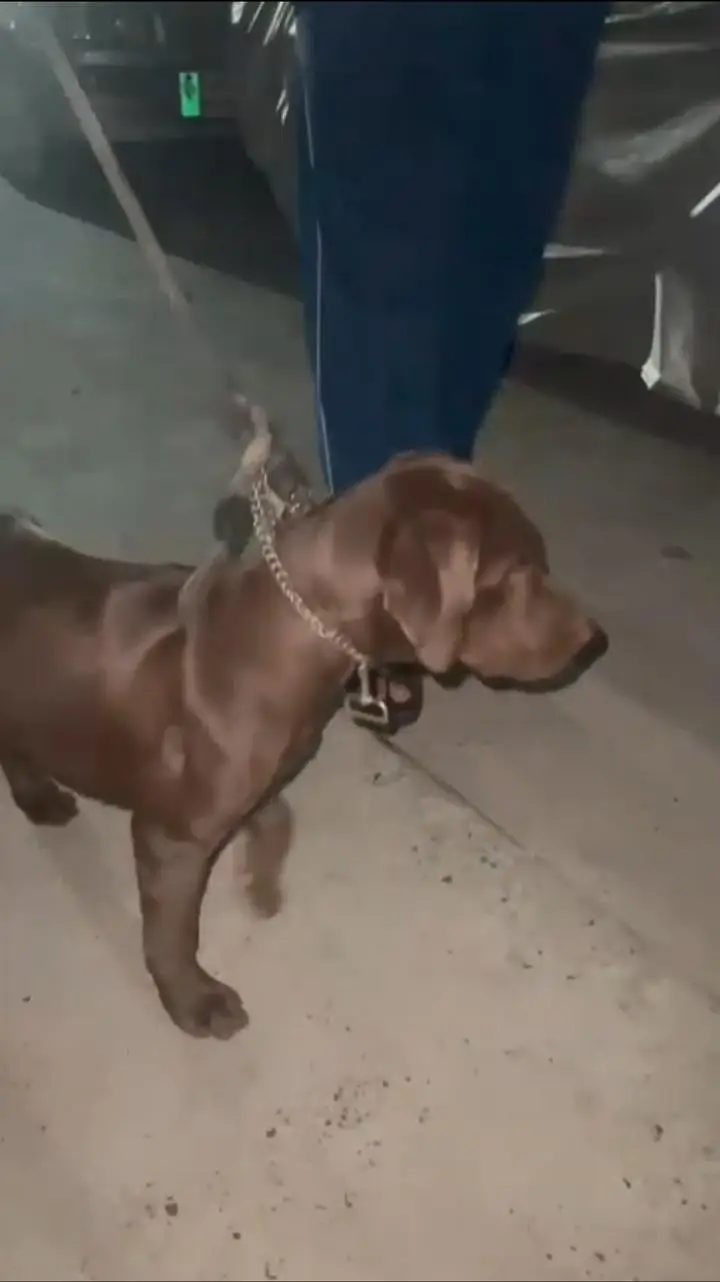 Chocolate labrador 3 months old vaccinated female — photo 7