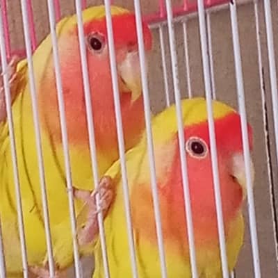 love bird breeder pair for sale
