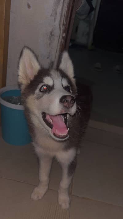 Siberian husky puppy for sale