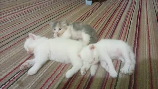healthy cats