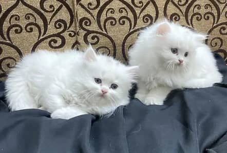 Persian kitten Male & Female