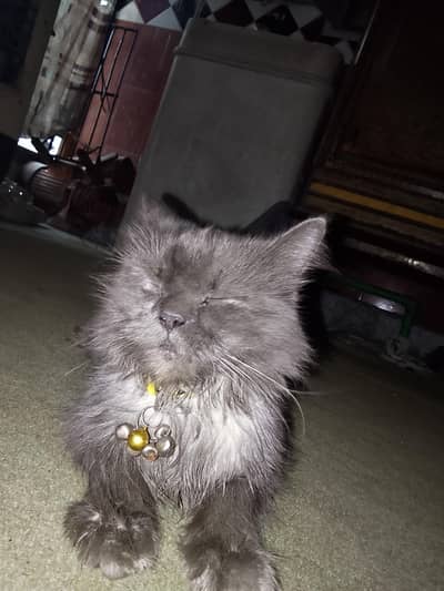 grey colour Russian cat for sale