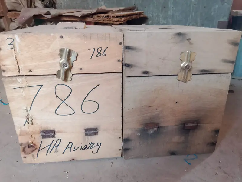 love bird breading box avilable — photo 6