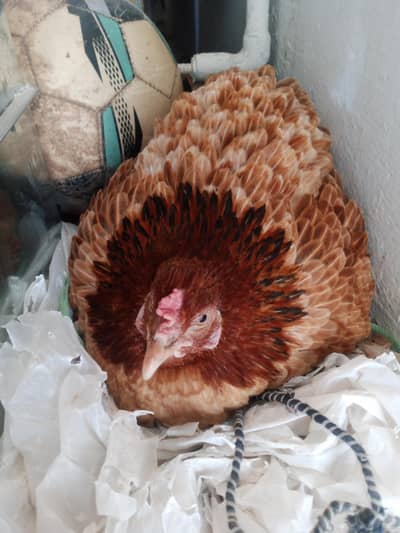 2 female and 1 male