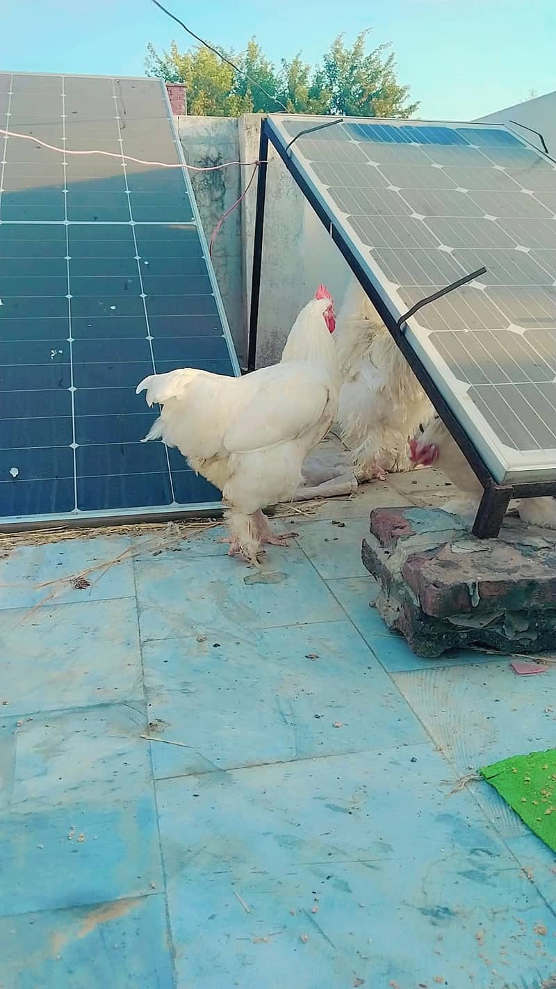 white heavy buff 0