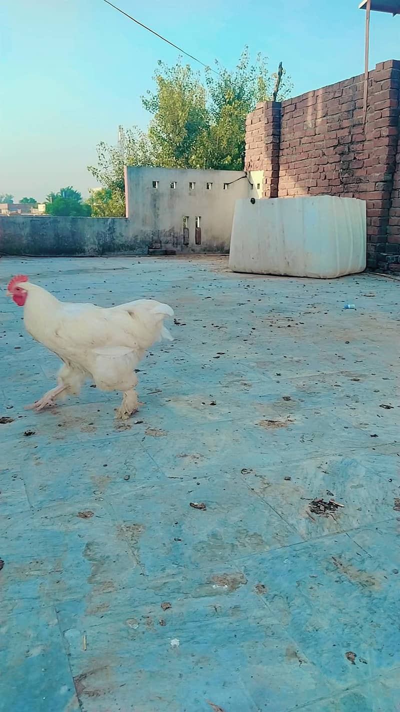 white heavy buff 1