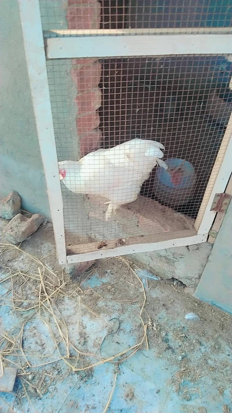 white heavy buff 2