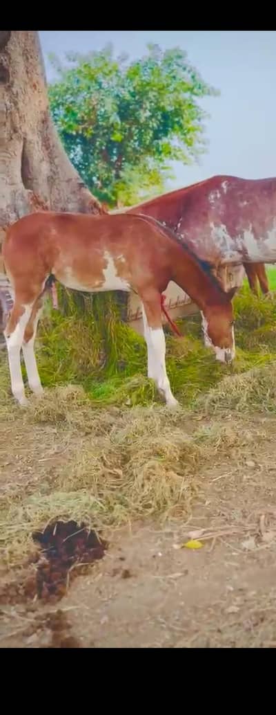 good horse