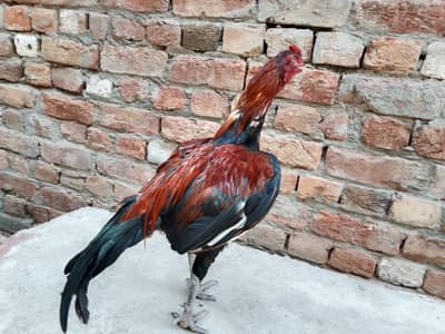Boht acha morga ha