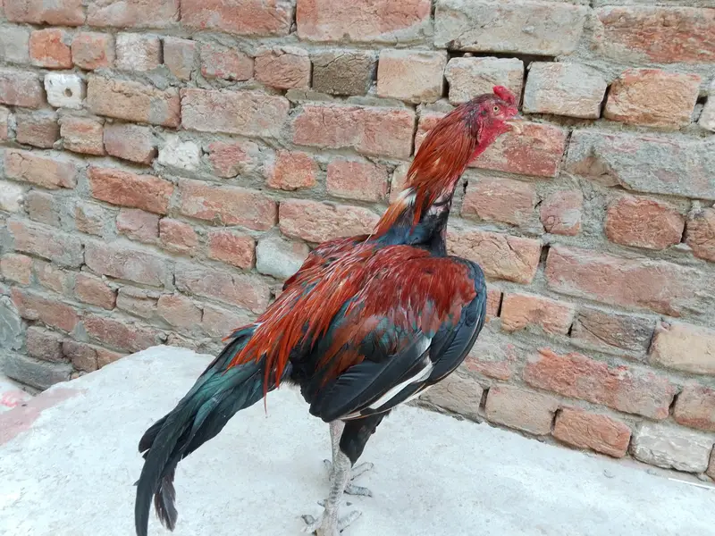 Boht acha morga ha — photo 2